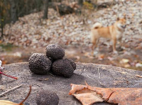 Lo Que Hay Que Saber Sobre El Cultivo De Trufas BestHome365