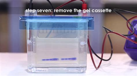 Separating Proteins Using Sds Polyacrylamide Gel Electrophoresis Sds Page Youtube