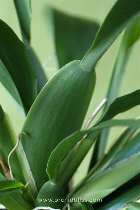 How to Properly Water Your Orchids: No More Guesswork - Orchid Bliss