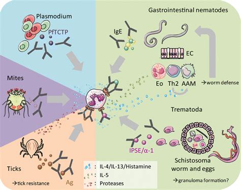 Basophil Mediated Effector Functions Against Different Parasites