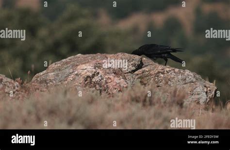 Crow eat meat Stock Videos & Footage - HD and 4K Video Clips - Alamy