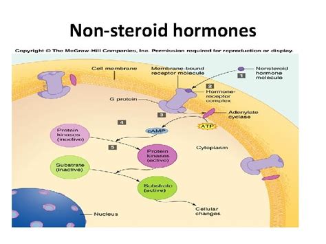 The Endocrine System I Overview Of The Endocrine