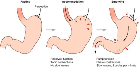 Gastric Motility Abdominal Key