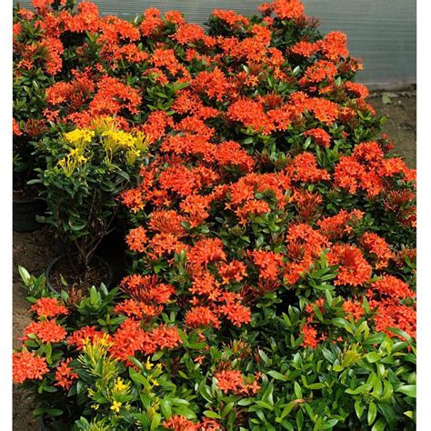 Ixora Chinensis Orange 25cm 2l Pot Green Experts Landscape