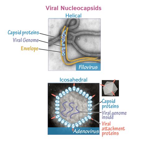 Virus Morphology Immunology Microbiology Flashcards Ditki Medical