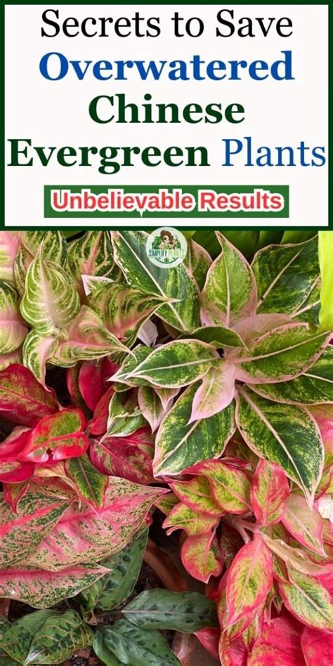 10 Easy Steps To Save An Overwatered Chinese Evergreen Simplify Plants