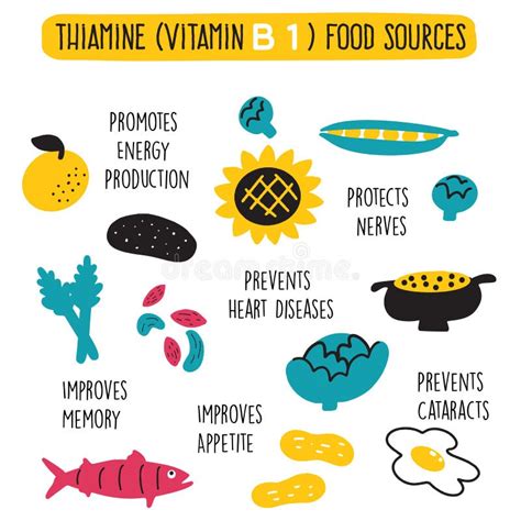 Vitamin B 1 Food Sources Thiamine Vector Cartoon Illustration And