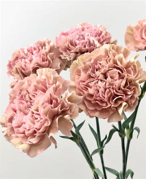 Image Result For Lege Marrone Carnation Cut Flower Garden Carnation