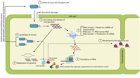 Plant virus infection cycle | BioRender Science Templates