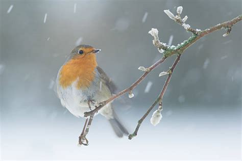 Best Robin In Snow Stock Photos, Pictures & Royalty-Free Images - iStock