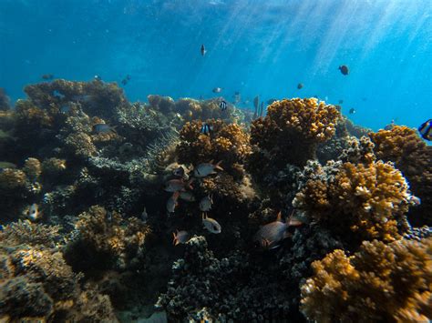 Coral Conservation Activities — Dulcinea Charters Fiji