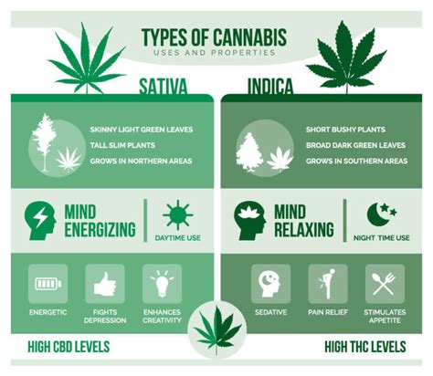 The Differences Between Indica Sativa And Hybrids And Why It Matters Cannabis Dispensary