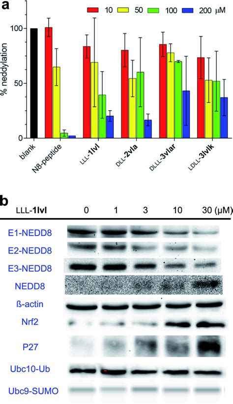 Influence Of The Featured Compounds On The NEDDylation Cascade A