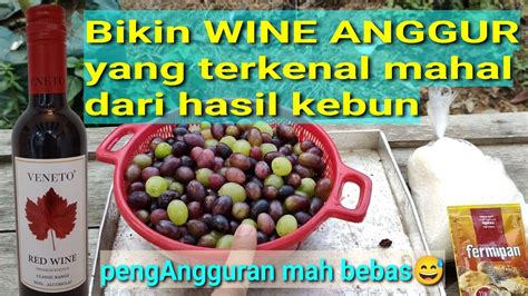 Proses Pembuatan Wine ANGGUR Yang Terkenal Mahal YouTube