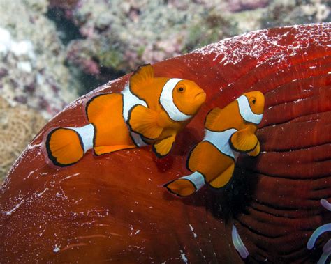 Le Poisson Clown Du Pacifique Ou N Mo Amphiprion Percula Poissons