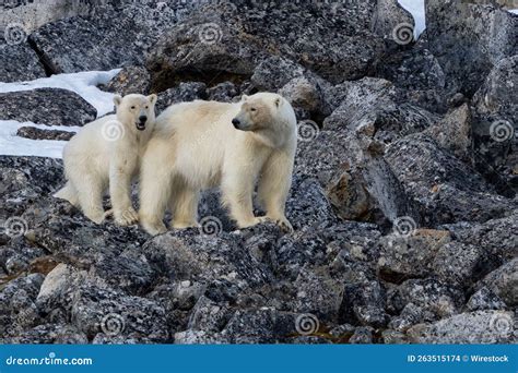 Cute Polar Bears on the Rocks in Their Natural Habitat Stock Photo ...