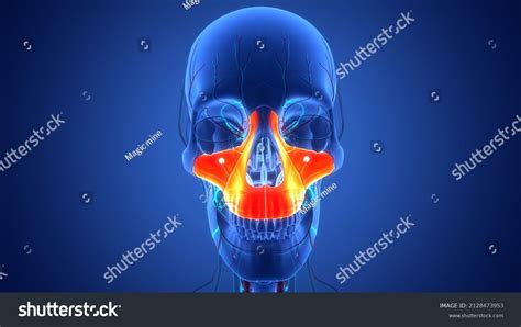 6,718 Maxillae Images, Stock Photos & Vectors | Shutterstock