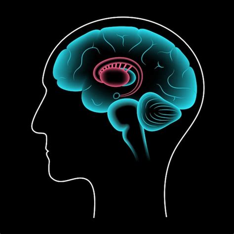 Basalganglien Und Limbisches System Anatomie Des Menschlichen Gehirns