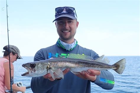 Silver Hake Merluccius Bilinearis Benacantrell Flickr