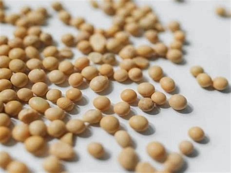 Government Relaxes Moisture Norms For Soybean Procurement In Farmers