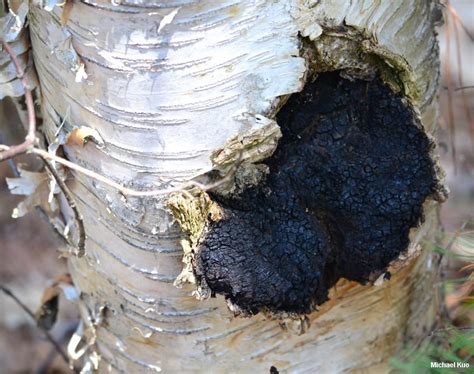 Inonotus Obliquus Chaga Mushroom