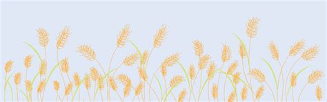 Cartoon Yellow Wheat Field Background Isolated On White Golden Autumn