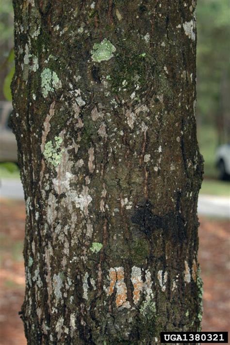 Meet A Tree: The Laurel Oak (Darlington Oak) - Quercus hemisphaerica