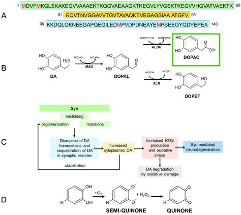 Amino Acid Sequence Of Syn The Three Structural Domains Green