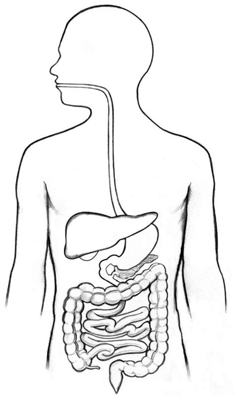 Digestive System Diagram And Functions Blank Digestive Syste