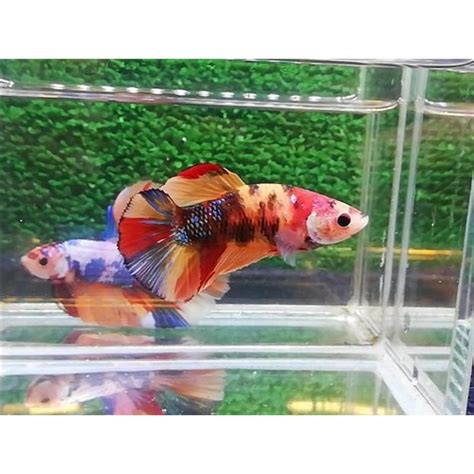 Ağs220 Candy Nemo Crowntail Erkek Betta L