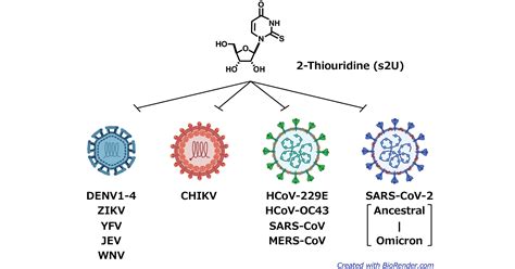 Broad Spectrum Antiviral Candidate Targets Dengue And Sars Cov 2