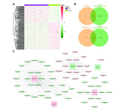 Identification Of Mirna Mrna Regulatory Networks Of Key Demrgs A