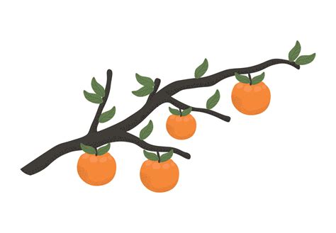 Oranges Tree Branch 10428860 Vector Art At Vecteezy