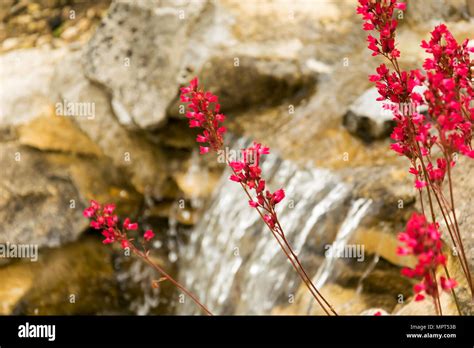 Rock garden rockery waterfall spring hi-res stock photography and ...