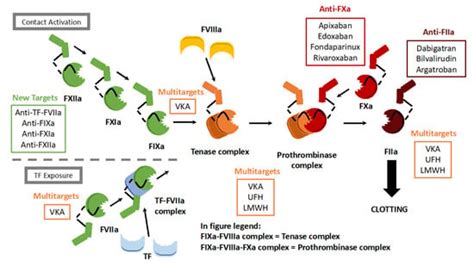 Cells Free Full Text Anticoagulants A Short History Their