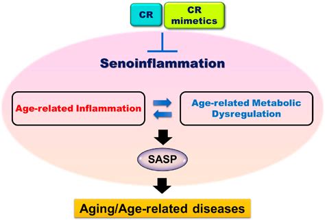 Figure From Anti Aging Effects Of Calorie Restriction Cr And Cr