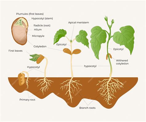 Premium Vector | Illustration of bean germination botanical illustration