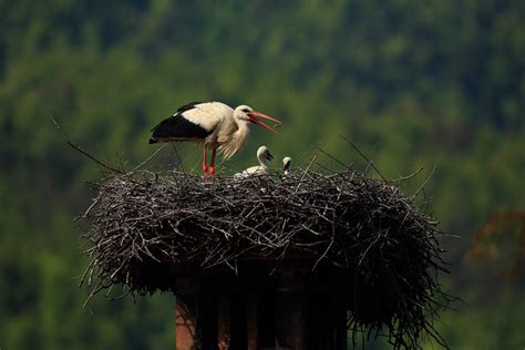 Dinaric Alps wildlife location in Slovenia, Europe | Wildlife Worldwide