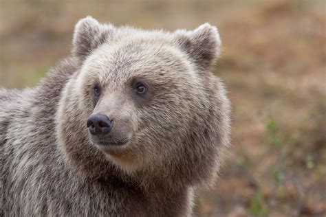 Urso Pardo Europeu Ursus Arctos Arctos Portugal Selvagem