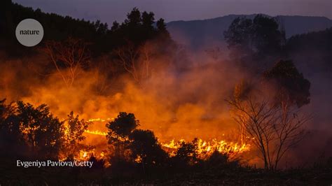 Rings Of Fire Centuries Of Tree Growth Show Wildfires Increasing In