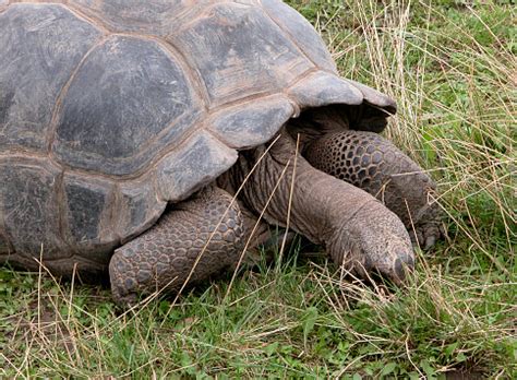 penyu foto stok  gambar  cakar anggota tubuh hewan
