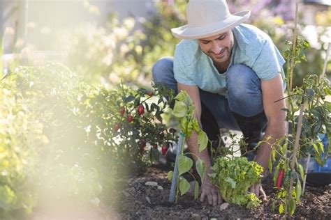 Conseil jardinage découvrez le guide de jardinage pour débutants et