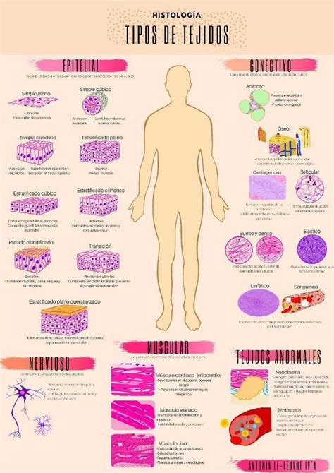 Pin De Salvador Timoteo Valentin En Anatom A Humana Tejidos Del