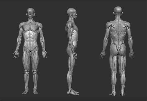 Artstation Free Assetbodyparts3dgroupscarverzb35randabove Derek Pendleton Body