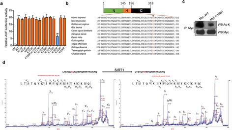 Lysine 182 Of Nkx2 5 Is Deacetylated By SIRT1 A Luciferase Assay