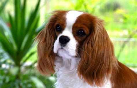 Cavalier King Charles Spaniel Dog Breed Information The Dogman