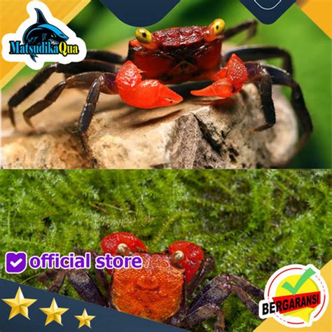 Jual Kepiting Hias Vampire Crab Red Devil Aquarium Aquascape Paludarium