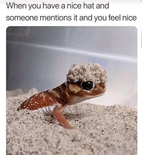 Wholesome Memes To Start The Week Off Right Cute Lizard Cute Funny