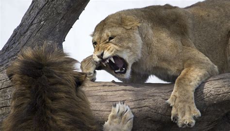 Lioness Sturlaugur Gar Arsson Flickr