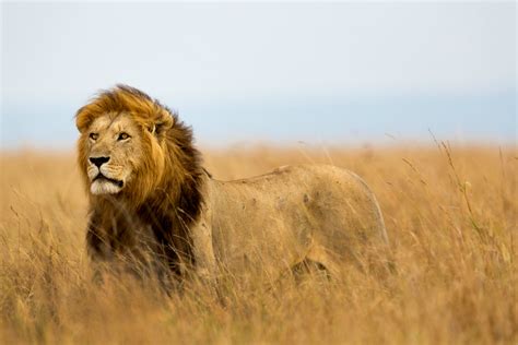 The 15 Best Wildlife Parks In East Africa | AFKTravel